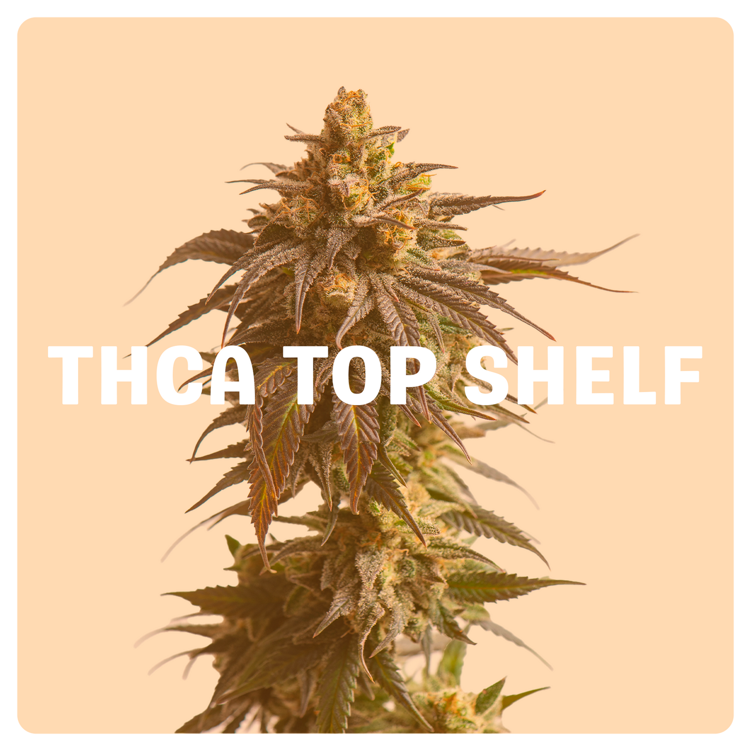 Top Shelf