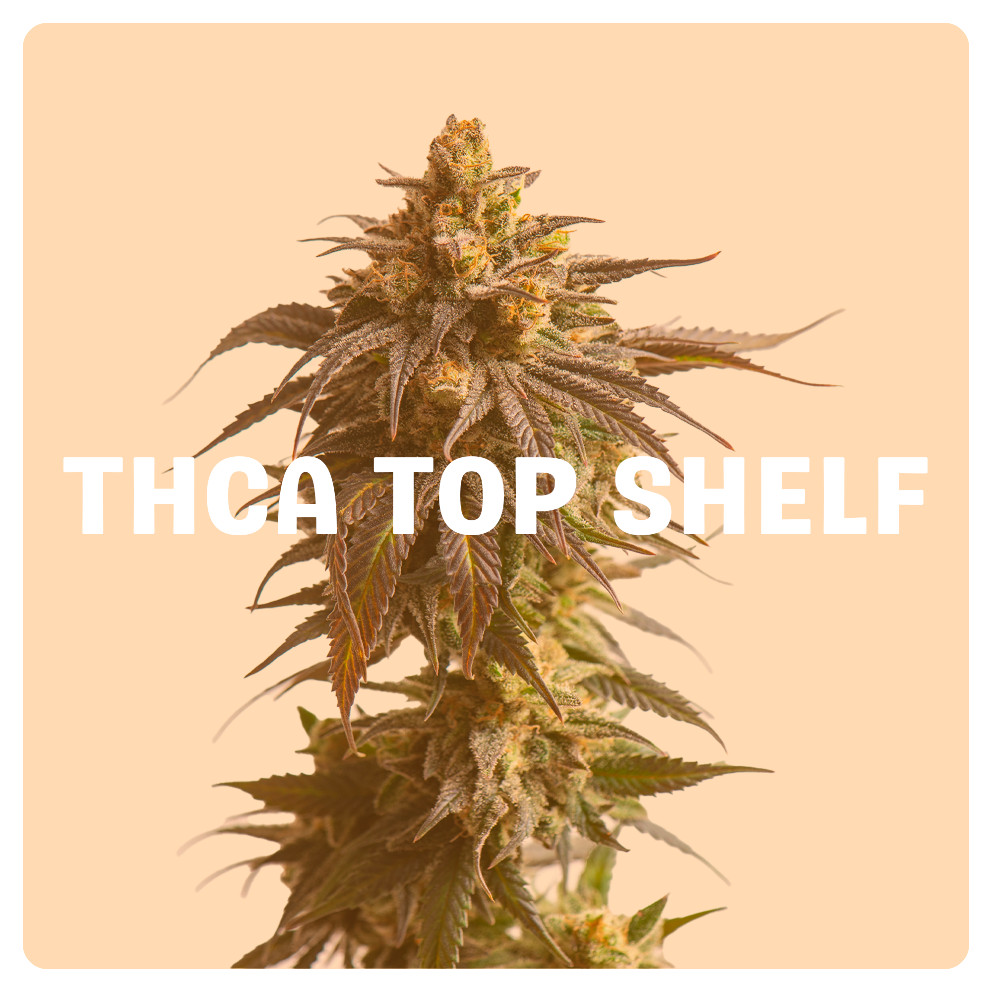 Top Shelf