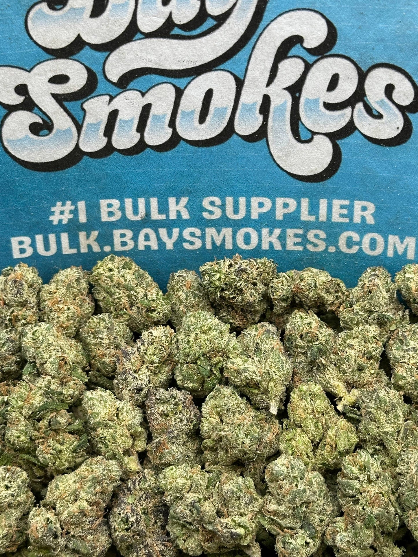 Rainbow Sherbet SM (Hybrid)