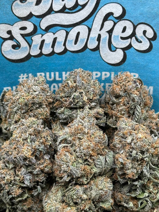 Cheetah Pizz (Hybrid)