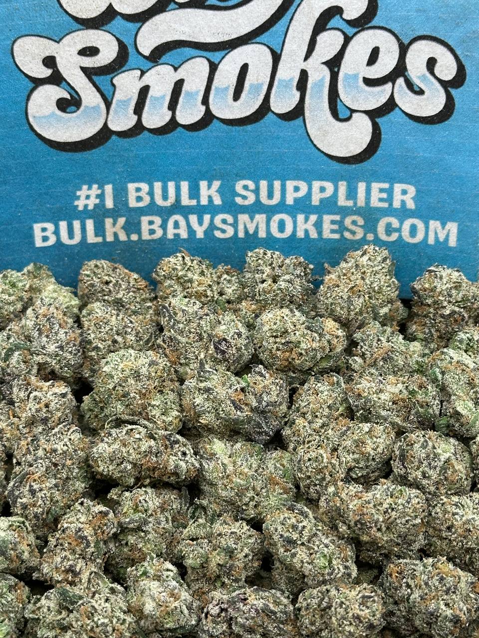 Black Cherry Gelato SM (Hybrid)