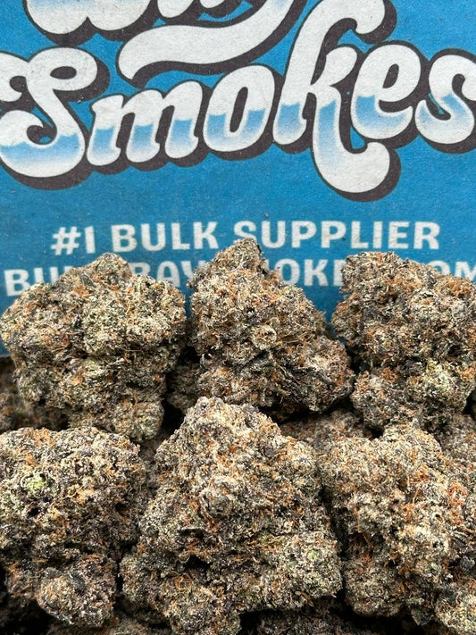 Northern Lights (Hybrid)