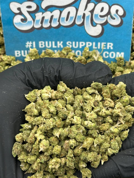 Malawi Gold SM (Indica Hybrid)