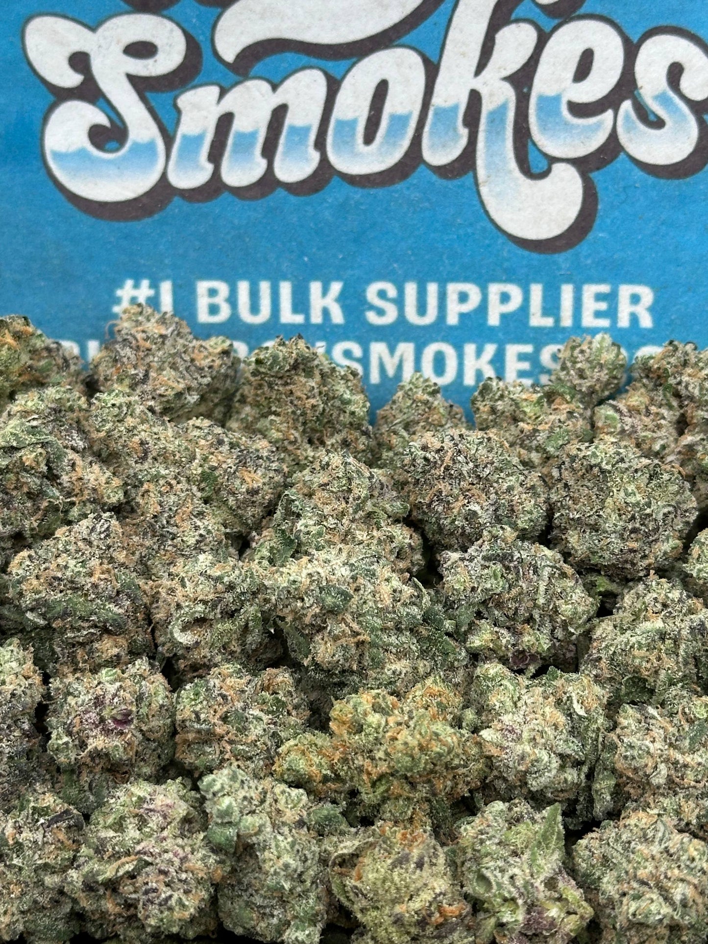 Rainbow Sherbet SM (Hybrid)