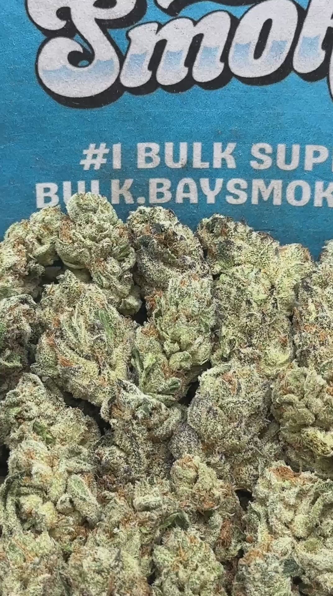 Apple Fritter SM (Hybrid)