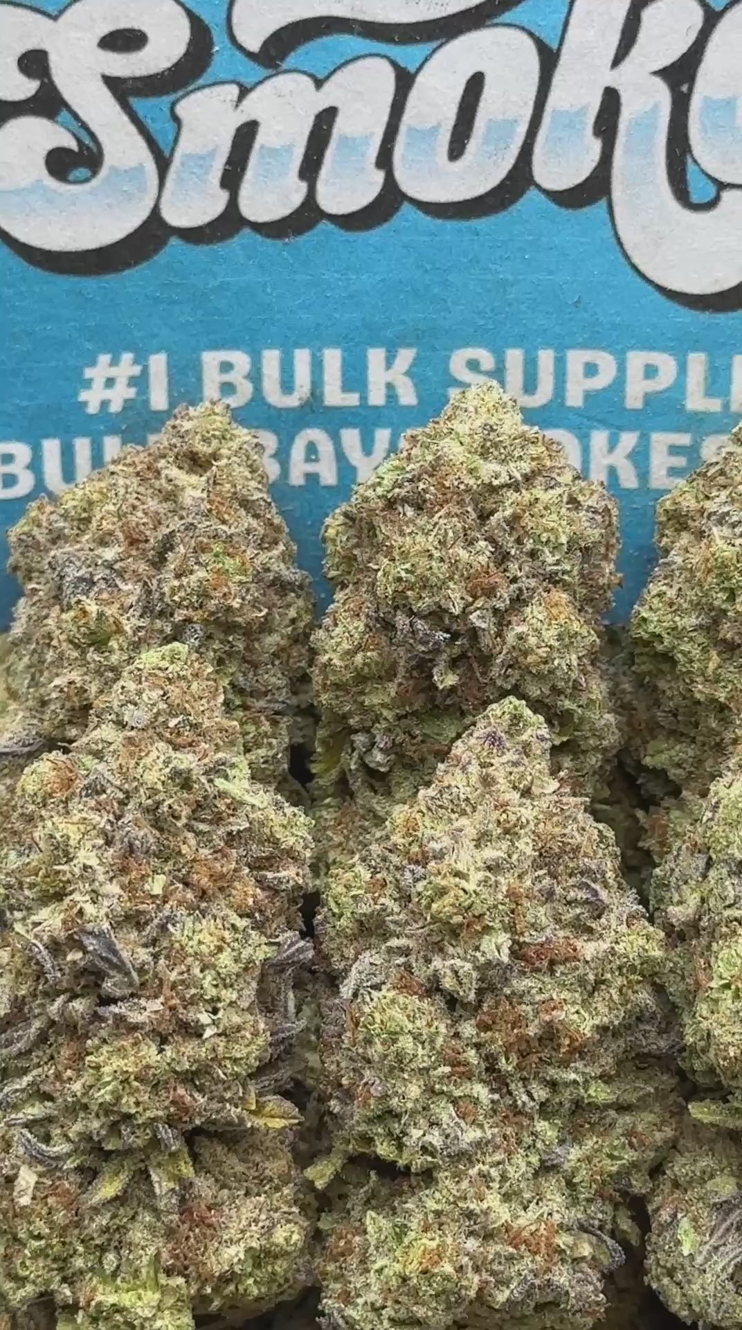 Koolato(Hybrid)