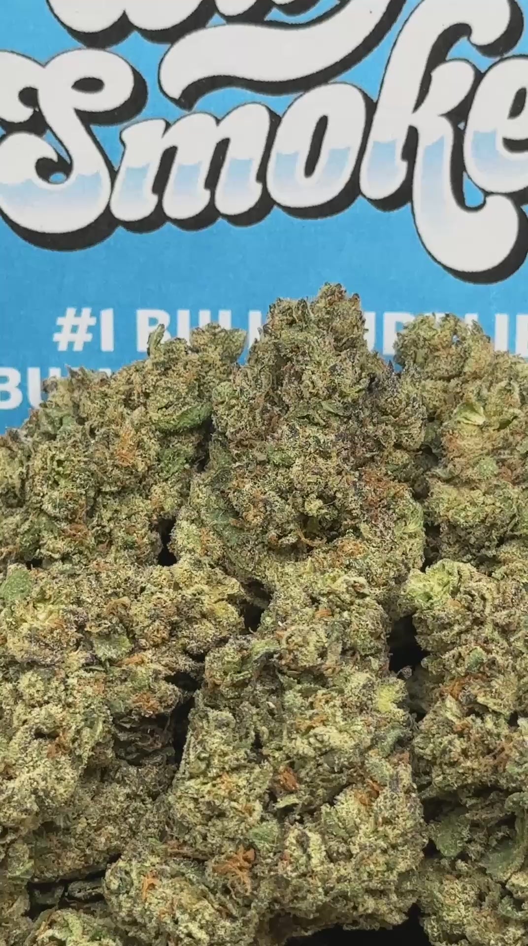 Sherbet (Hybrid)